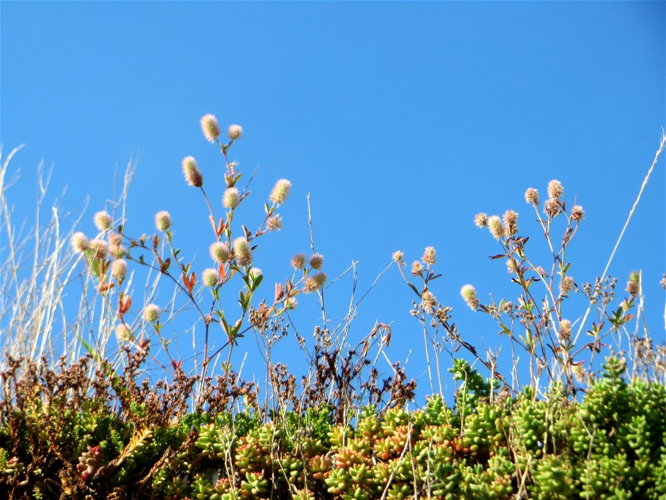 Hasen-Klee (Trifolium arvense) auf einem Garagendach in Hockenheim