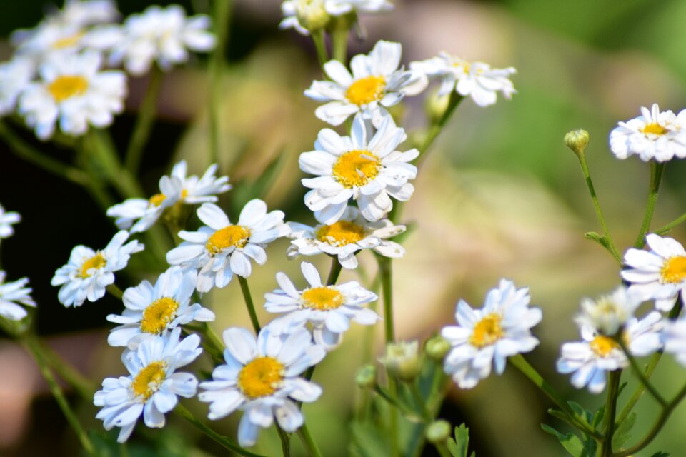 White daisies summer
