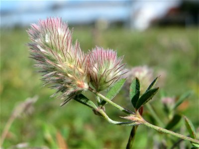 Hasen-Klee (Trifolium arvense) auf einer Parkplatzwiese in Hockenheim