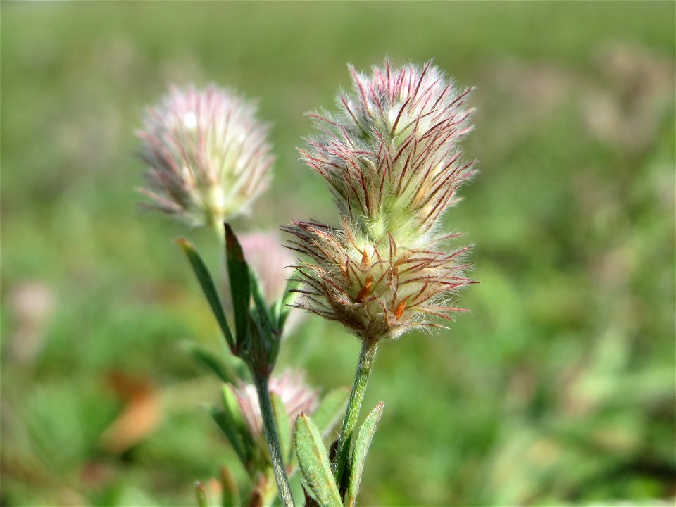 Hasen-Klee (Trifolium arvense) auf einer Parkplatzwiese in Hockenheim