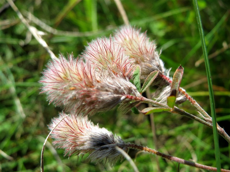 Hasenklee (Trifolium arvense) auf einer Reptilien- und Insekten-Schutzfläche bei Oftersheim