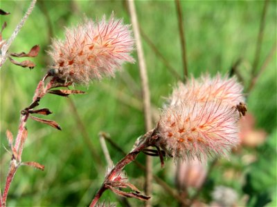 Hasenklee (Trifolium arvense) auf einer Reptilien- und Insekten-Schutzfläche bei Oftersheim