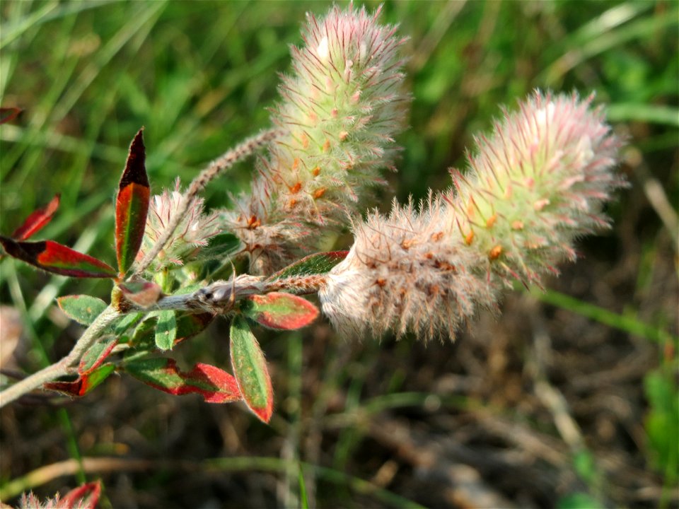 Hasen-Klee (Trifolium arvense) auf einer Brachfläche am Messplatz in Hockenheim