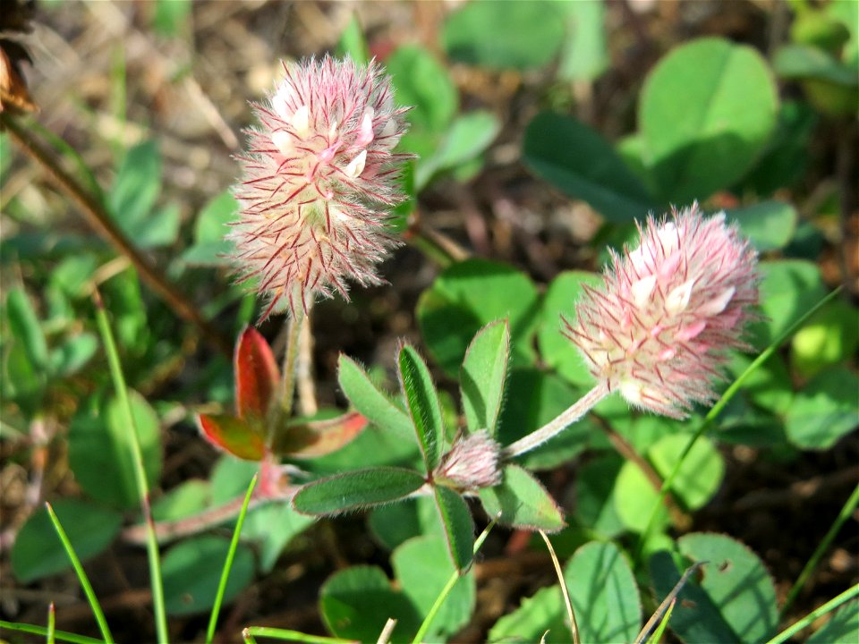 Hasen-Klee (Trifolium arvense) auf einer Wiese oberhalb vom Osthafen in Saarbrücken