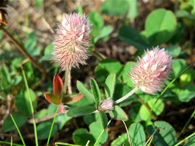Hasen-Klee (Trifolium arvense) auf einer Wiese oberhalb vom Osthafen in Saarbrücken