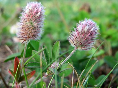 Hasen-Klee (Trifolium arvense) auf einer Wiese oberhalb vom Osthafen in Saarbrücken