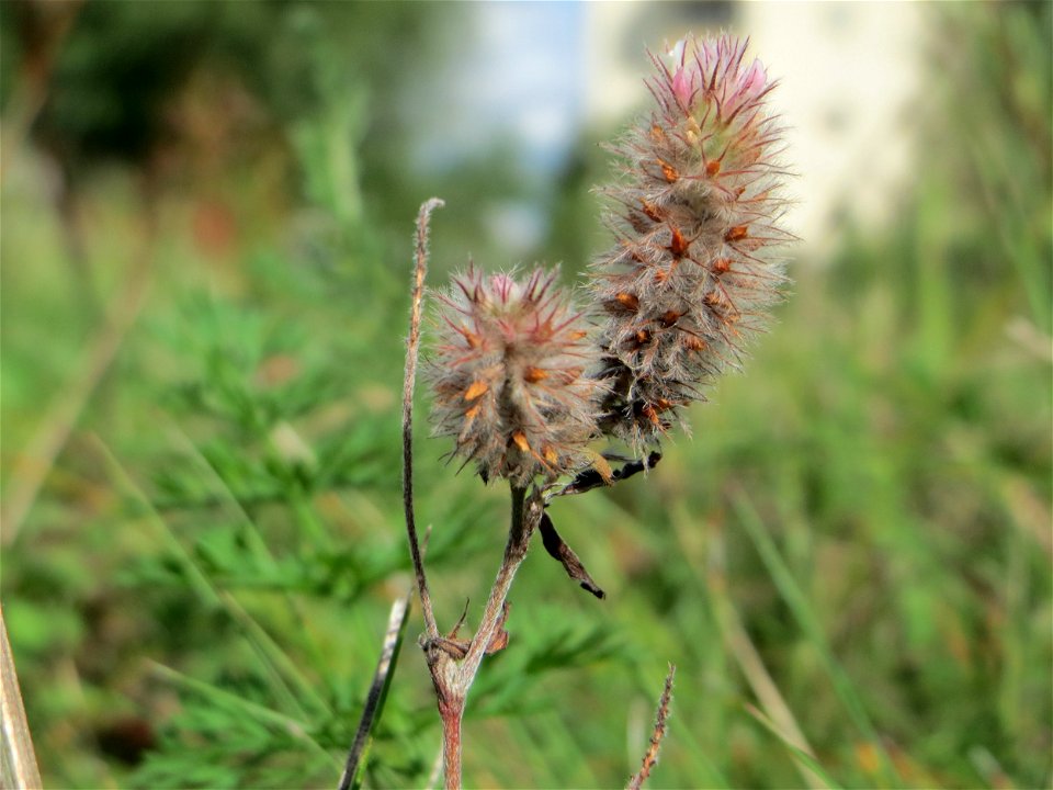 Hasenklee (Trifolium arvense) auf einer Reptilien- und Insekten-Schutzfläche bei Oftersheim
