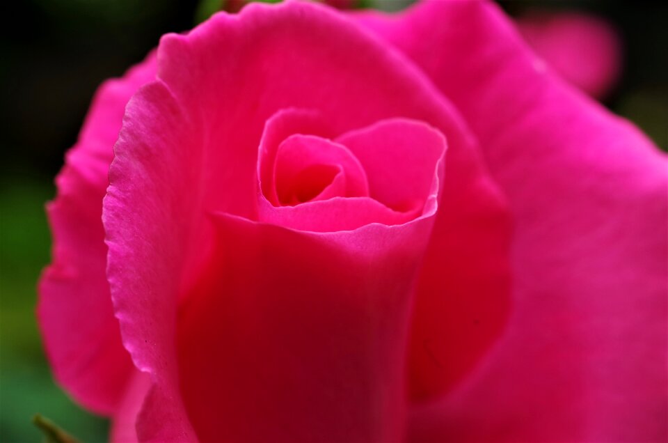 Flower rosa pink rose