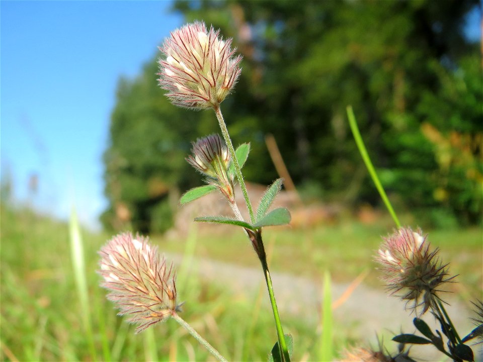 Hasen-Klee (Trifolium arvense) an einem Randstreifen der Rheinbahn in der Schwetzinger Hardt