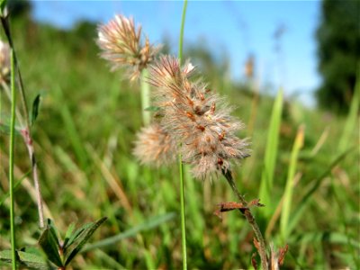 Hasen-Klee (Trifolium arvense) an einem Randstreifen der Rheinbahn in der Schwetzinger Hardt