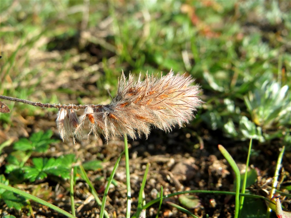 Hasen-Klee (Trifolium arvense) auf einer Parkplatz-Wiese in Hockenheim