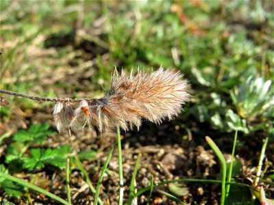 Hasen-Klee (Trifolium arvense) auf einer Parkplatz-Wiese in Hockenheim