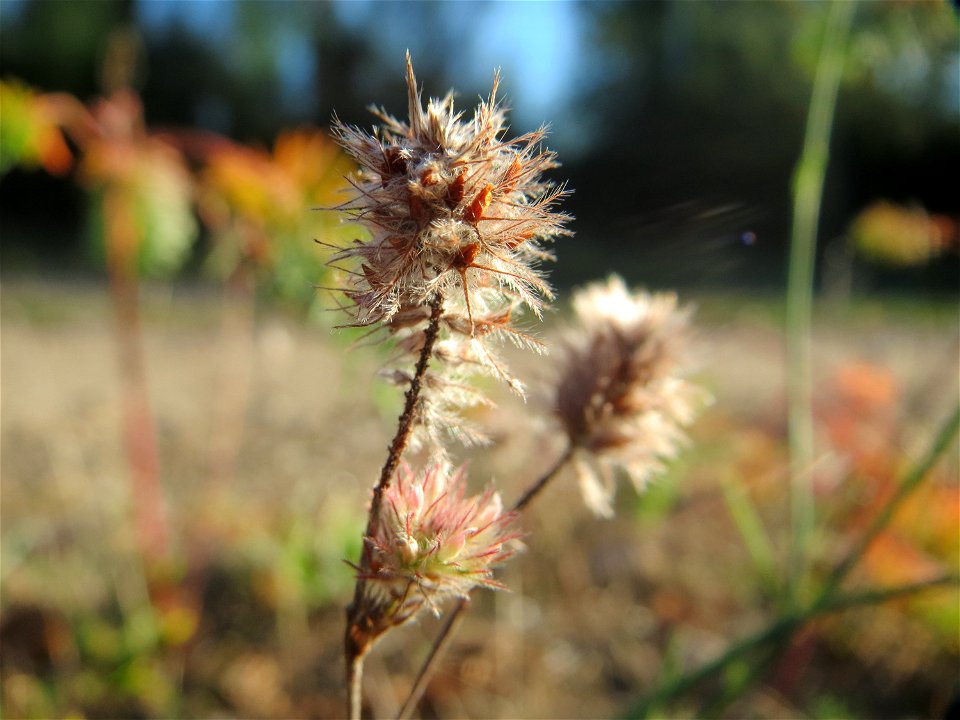Hasen-Klee (Trifolium arvense) in der Schwetzinger Hardt