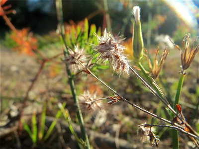 Hasen-Klee (Trifolium arvense) in der Schwetzinger Hardt