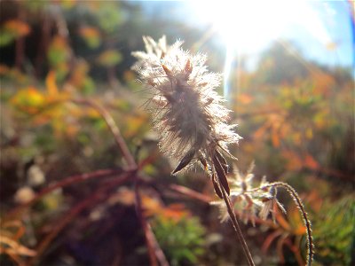 Hasen-Klee (Trifolium arvense) in der Schwetzinger Hardt photo