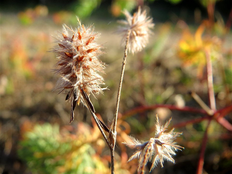 Hasen-Klee (Trifolium arvense) in der Schwetzinger Hardt