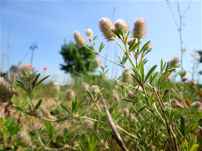 Erster Hasen-Klee (Trifolium arvense) auf einem Sandplatz in Hockenheim