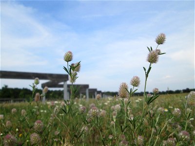 Hasen-Klee (Trifolium arvense) auf einer Parkplatzwiese in Hockenheim