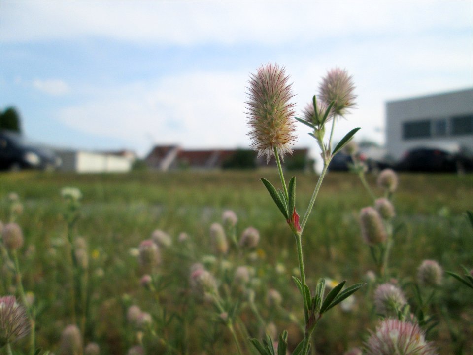 Hasen-Klee (Trifolium arvense) auf einer Parkplatzwiese in Hockenheim