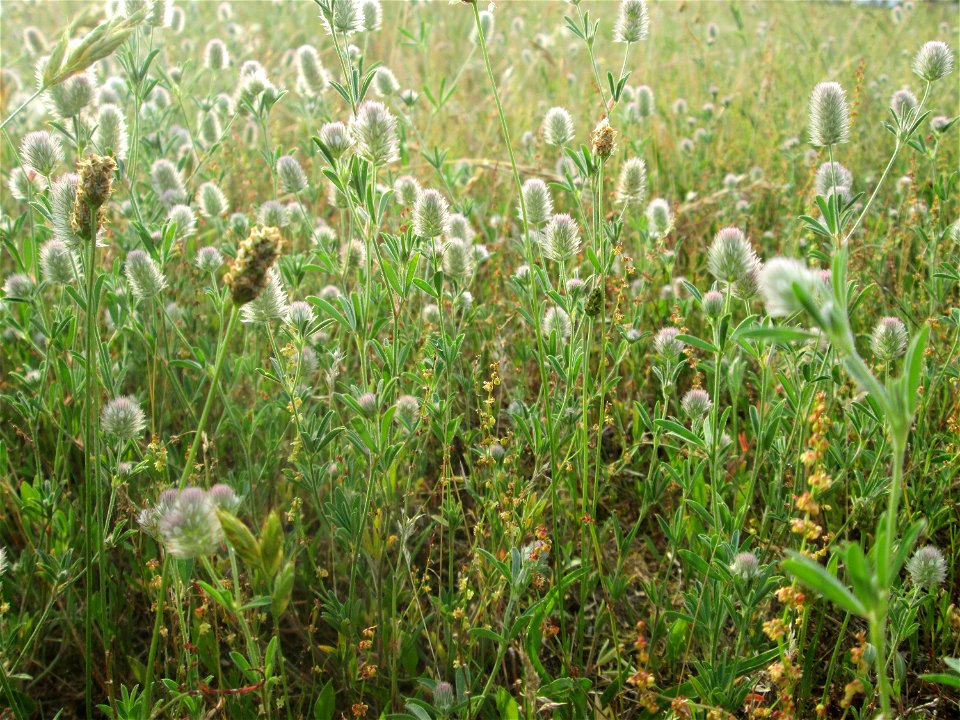 Hasen-Klee (Trifolium arvense) auf einer Parkplatzwiese in Hockenheim