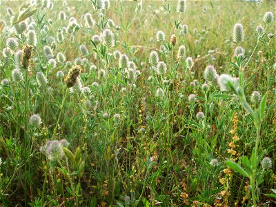 Hasen-Klee (Trifolium arvense) auf einer Parkplatzwiese in Hockenheim