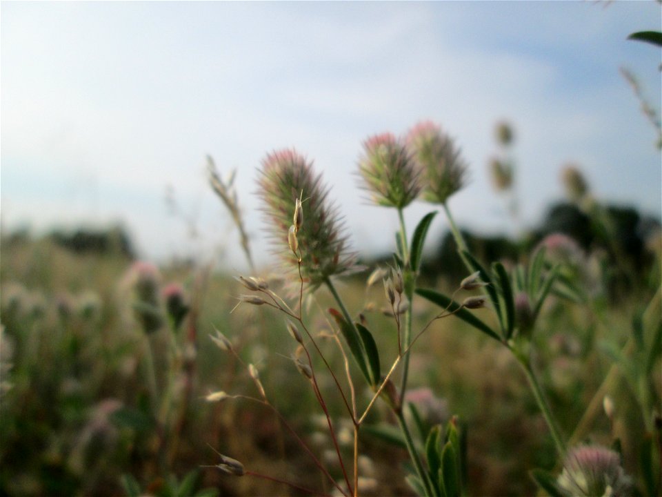 Hasen-Klee (Trifolium arvense) auf einer Parkplatzwiese in Hockenheim