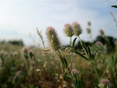 Hasen-Klee (Trifolium arvense) auf einer Parkplatzwiese in Hockenheim