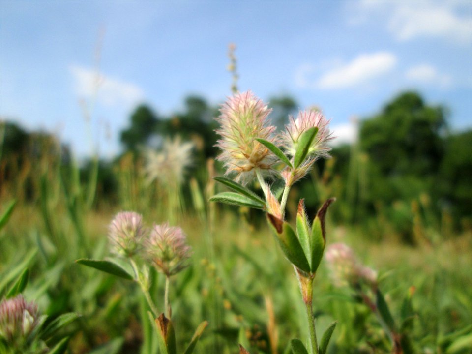 Hasen-Klee (Trifolium arvense) auf einer Parkplatzwiese in Hockenheim