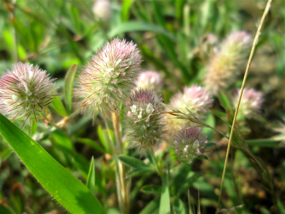 Hasen-Klee (Trifolium arvense) auf einer Parkplatzwiese in Hockenheim