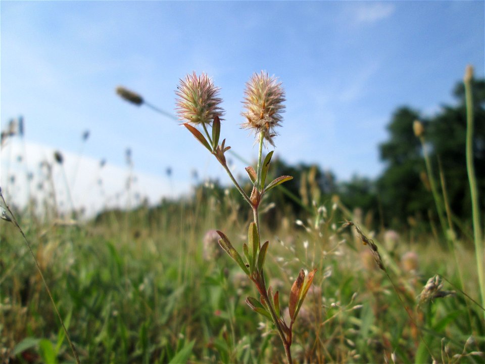 Hasen-Klee (Trifolium arvense) auf einer Parkplatzwiese in Hockenheim