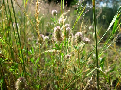 Hasen-Klee (Trifolium arvense) in der Schwetzinger Hardt