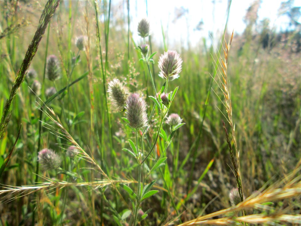 Hasen-Klee (Trifolium arvense) in der Schwetzinger Hardt