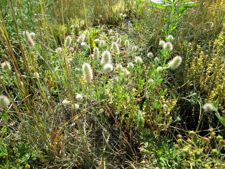 Hasen-Klee (Trifolium arvense) an einer Brückenauffahrt bei Reilingen
