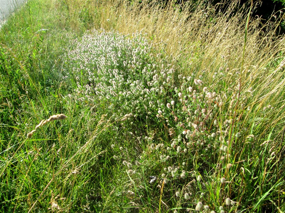 Hasen-Klee (Trifolium arvense) an einer Brückenauffahrt bei Reilingen