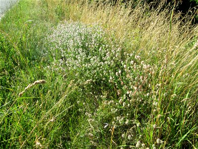 Hasen-Klee (Trifolium arvense) an einer Brückenauffahrt bei Reilingen