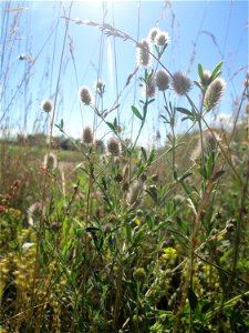 Hasen-Klee (Trifolium arvense) an einer Brückenauffahrt bei Reilingen