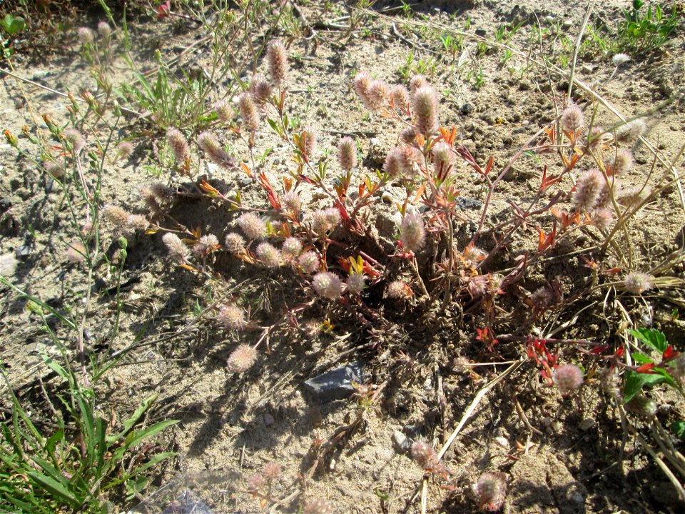 Hasen-Klee (Trifolium arvense) auf einem Sandplatz in Hockenheim