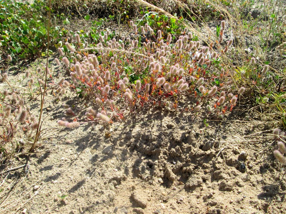 Hasen-Klee (Trifolium arvense) auf einem Sandplatz in Hockenheim