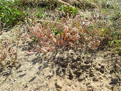 Hasen-Klee (Trifolium arvense) auf einem Sandplatz in Hockenheim