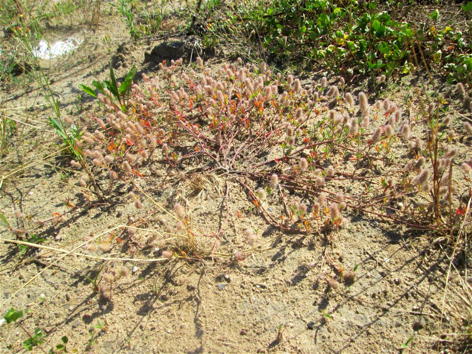 Hasen-Klee (Trifolium arvense) auf einem Sandplatz in Hockenheim