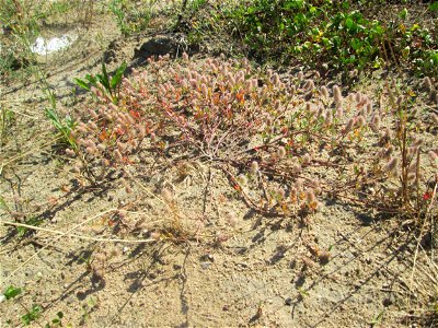 Hasen-Klee (Trifolium arvense) auf einem Sandplatz in Hockenheim
