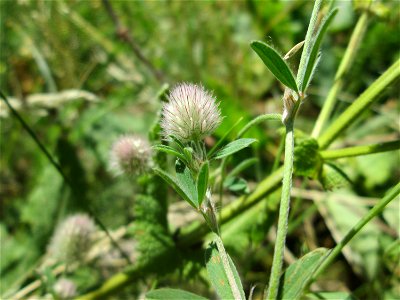 Hasen-Klee (Trifolium arvense) auf einem Wildblumenstreifen zwischen Mainzer und Halbergstraße in Saarbrücken