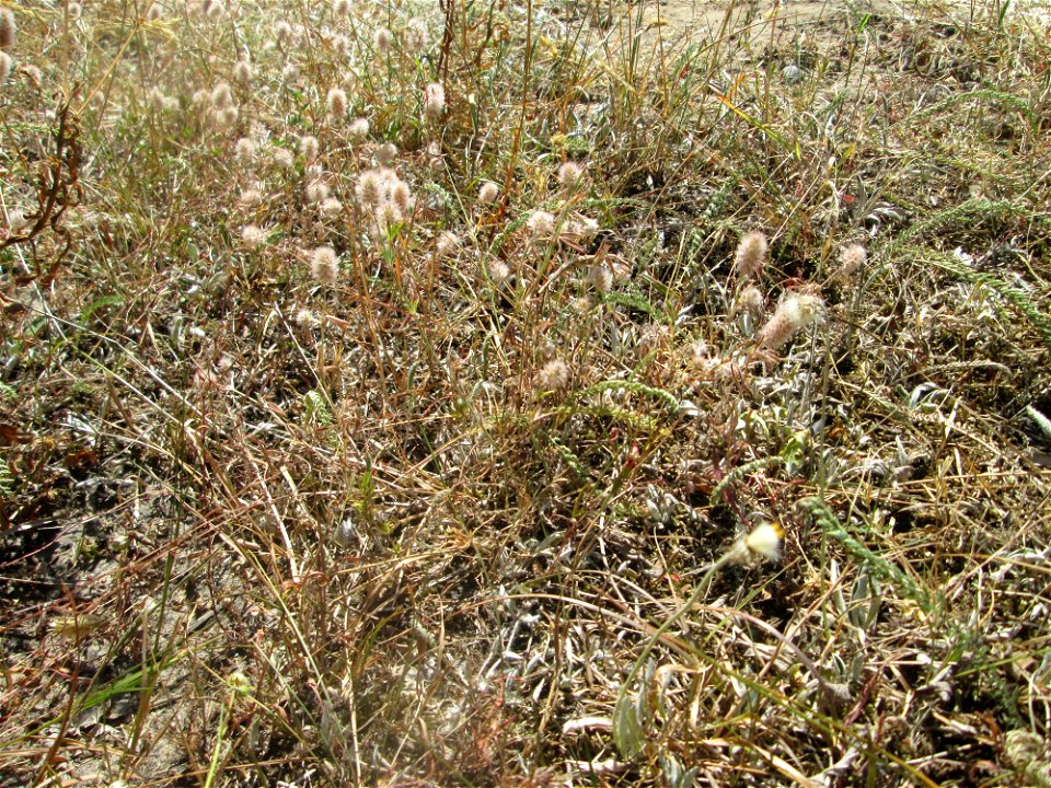 Hasen-Klee (Trifolium arvense) an einer kleinen Binnendüne am Randstreifen der Rheinbahn in der Schwetzinger Hardt