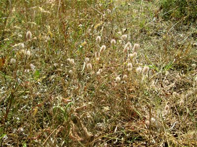 Hasen-Klee (Trifolium arvense) an einer kleinen Binnendüne am Randstreifen der Rheinbahn in der Schwetzinger Hardt