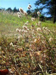 Hasen-Klee (Trifolium arvense) an der Böschung der A6 in der Schwetzinger Hardt - an diesem Abschnitt bietet der Autobahnrand eine binnendünenartige Situation