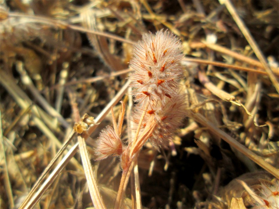 Hasen-Klee (Trifolium arvense) auf einer Parkplatzwiese in Hockenheim