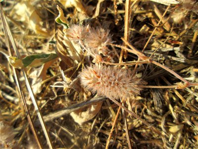 Hasen-Klee (Trifolium arvense) auf einer Parkplatzwiese in Hockenheim
