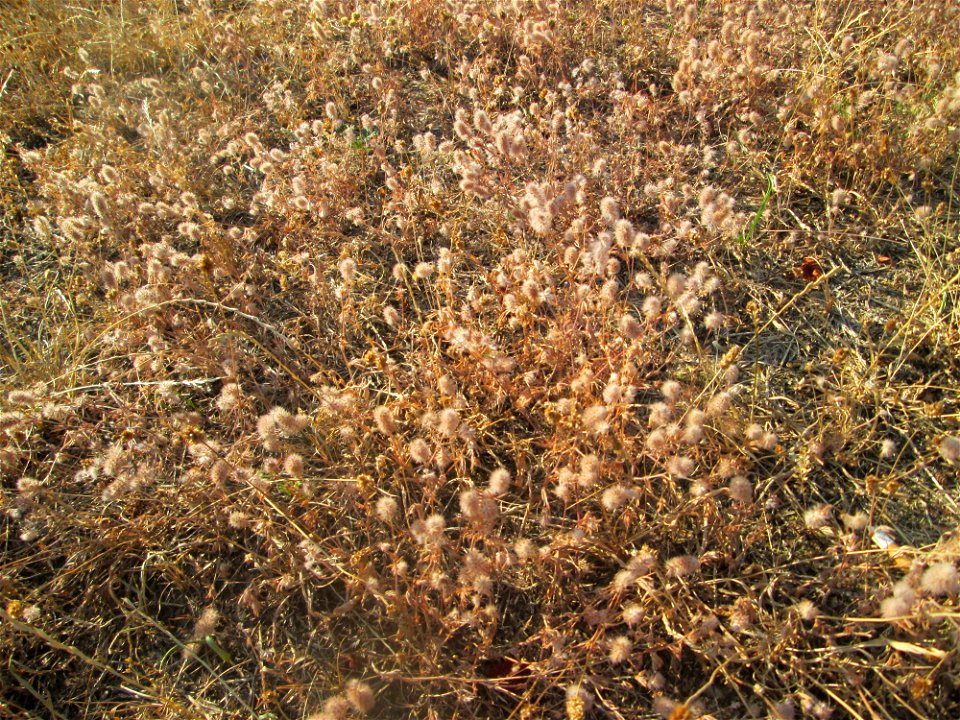 Hasen-Klee (Trifolium arvense) in Hockenheim