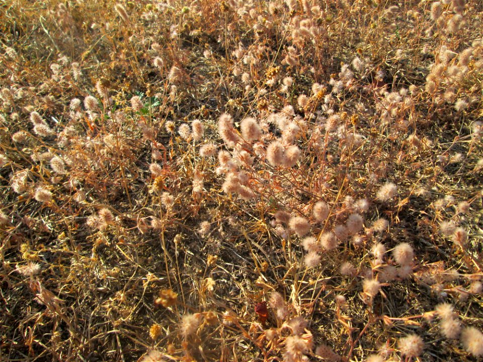 Hasen-Klee (Trifolium arvense) in Hockenheim