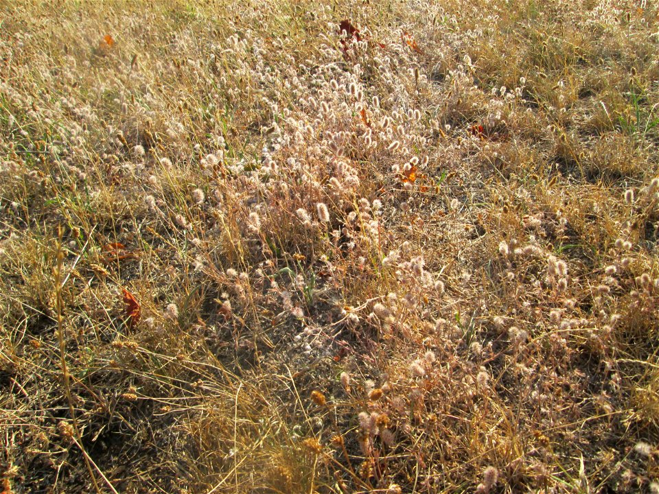 Hasen-Klee (Trifolium arvense) in Hockenheim